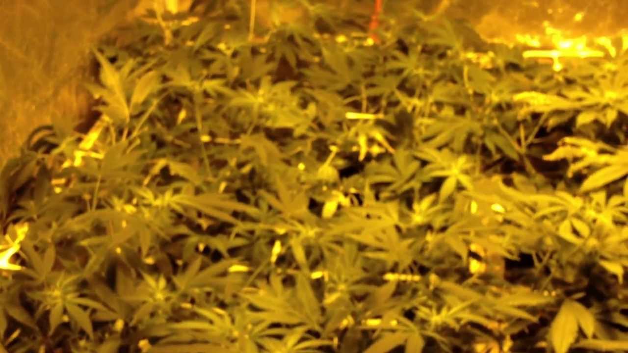 DWC hydro/VEG , Flood n drain Flower, 600 watt 4x4 scrog