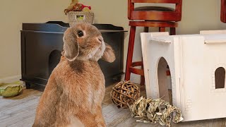 Create the Perfect Rabbit Habitat: Advice & Tips for Your Bunny Room by Sincerely, Cinnabun 10,025 views 1 month ago 10 minutes, 7 seconds