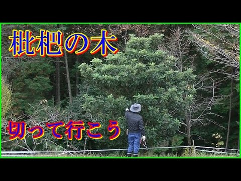 剪定 枇杷の木の剪定作業 Youtube