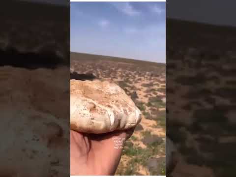 عسى حقوق المزون اللي لها حنة