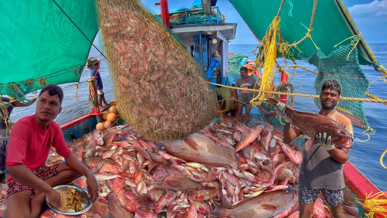 OMG😦Massive Fishing🤩Ultimate Trawler Haul‼️Jackpot🤩Last Two Days Tons Of “Grouper”fish Caught 💪