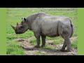 Why is it so hard for zoos to breed endangered animals?