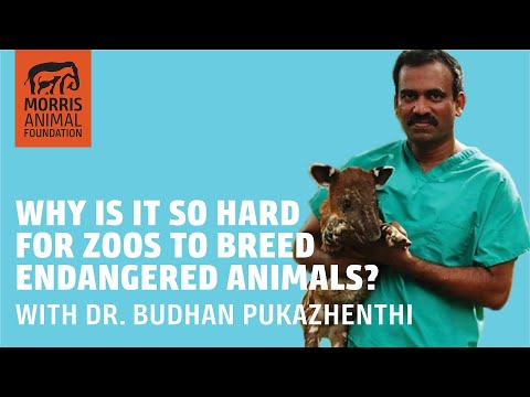 Video: Zoologické zahrady jsou šlechtitelským úspěchem pro ohrožené pandy