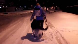 Управляемая городская собака. Восточно-европейская овчарка и хозяйка Ольга. Управляемая городская собака. Восточно-европейская овчарка и хозяйка Ольга.