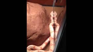 Four month kahl (pink line) sunglow boa