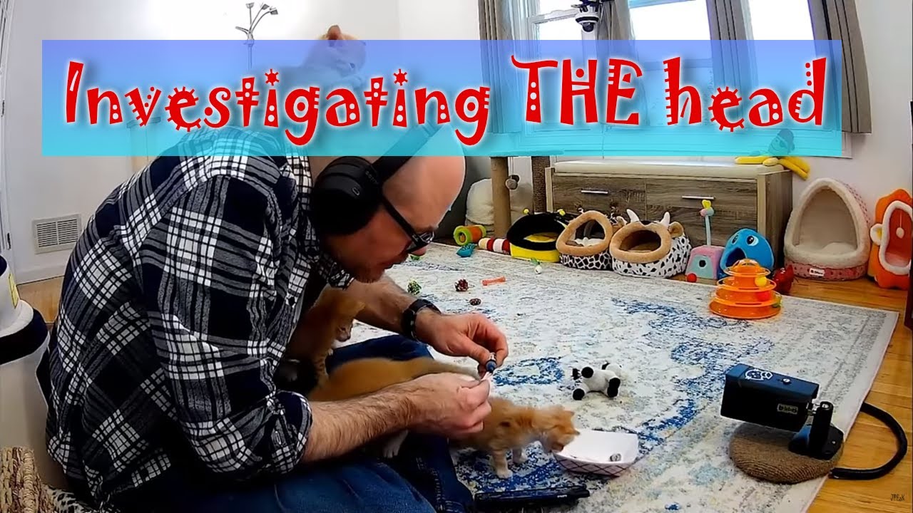 Investigating the head. Class clown Rio busy again.. Trying to find his luck up on the moon. :)