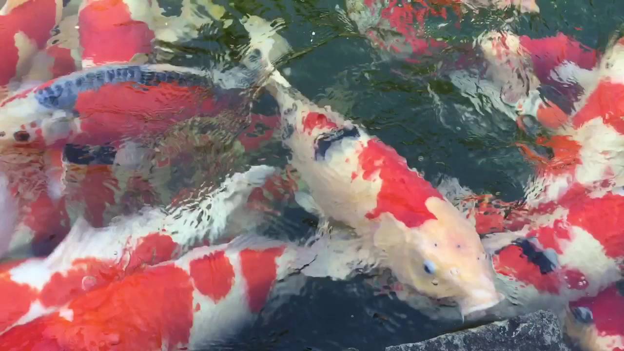 小千谷市錦鯉の里