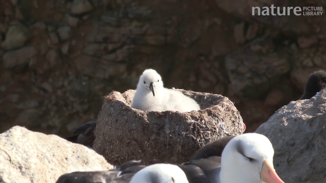 footage of chernobyl Black browed albatross chick in nest, interacting with a southern rockhopper penguin chick