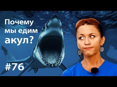 Почему мы едим акул? // Всё как у зверей #76