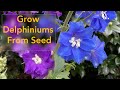 How to grow delphinium flowers from seed  from planting seed to flowering delphinium plant