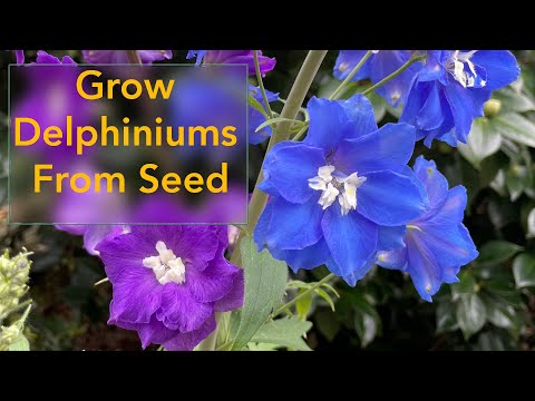 Video: Výsadba Delphinium - Jak pěstovat květy Delphinium