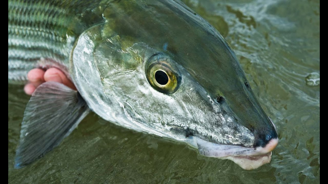 10 Tips for Catching Big Bonefish on the Fly 