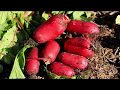 Grow radish/daikon, few points to pay attention to, easy!