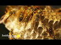 Paper Wasp Communication and Development