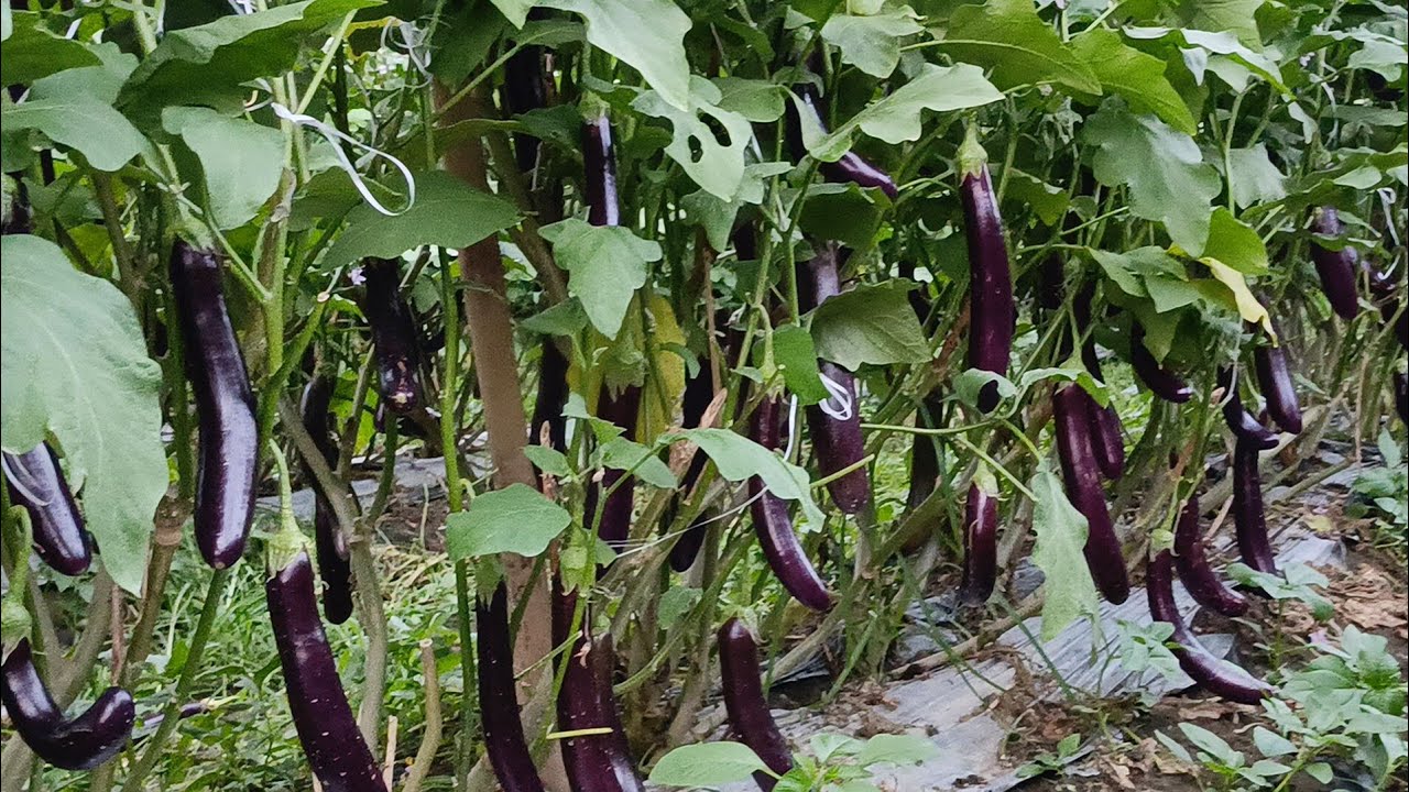 Siksikan napo sa mga bunga ang talong na Calixto f1 mga ka farmers at viewers 🥰