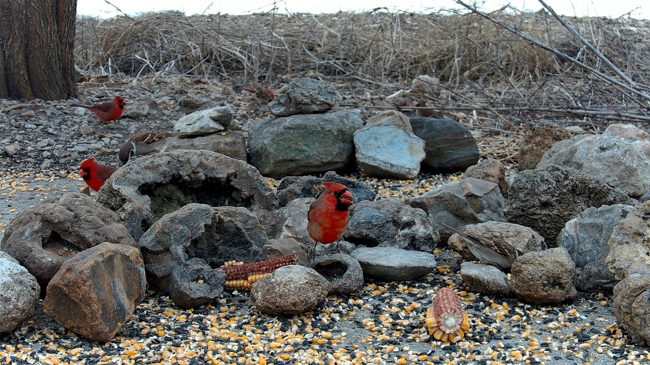 Bird Feeder 02-12-2026