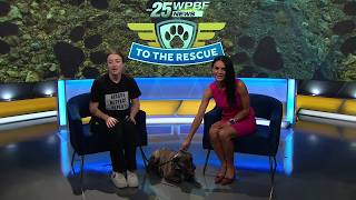 WPBF to the Rescue: Helping animals find forever homes