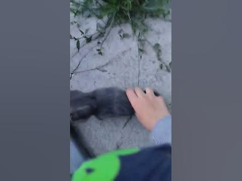 казахский кот 1 часть #1 #казах #казахстан #кот #казахстанскийкот - YouTube