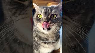 А вы чистите котикам зубы? #котики #животные #коты