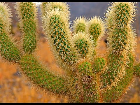 Видео: Чолла кактусын цэцэрлэг - Чолла кактусын ургамлыг хэрхэн ургуулах вэ