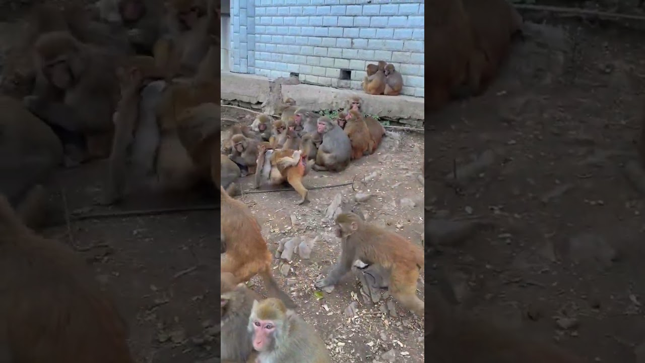 Почему две обезьяны обнимаются, куда бы они не пошли?