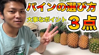 【パイナップル】美味しいパインの選び方，大事なポイント3点！【熱帯果樹栽培者が教える】