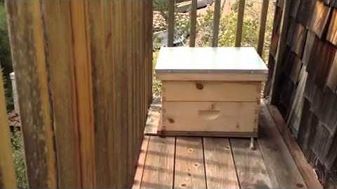 Swarm Trap - Bee Activity