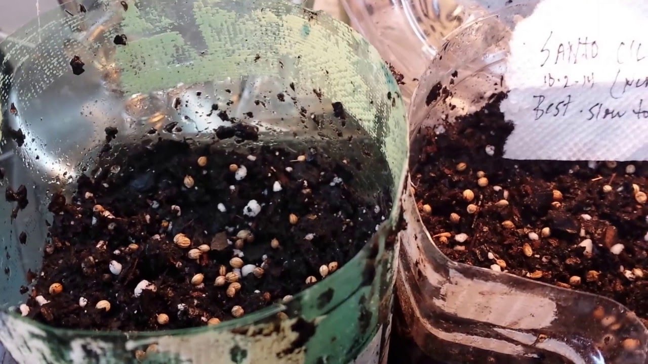 Winter Sowing Tutorial - Grow the Biggest Cilantro Plants - How to Sow Cilantro Seeds in Milk