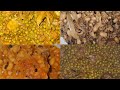 Compilation lgumes et lgumineuses petits pois lentilles haricots saut 