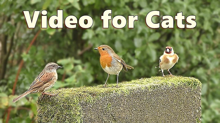 Video 2693091: cornish, cat