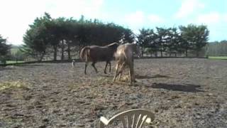 Horsetime