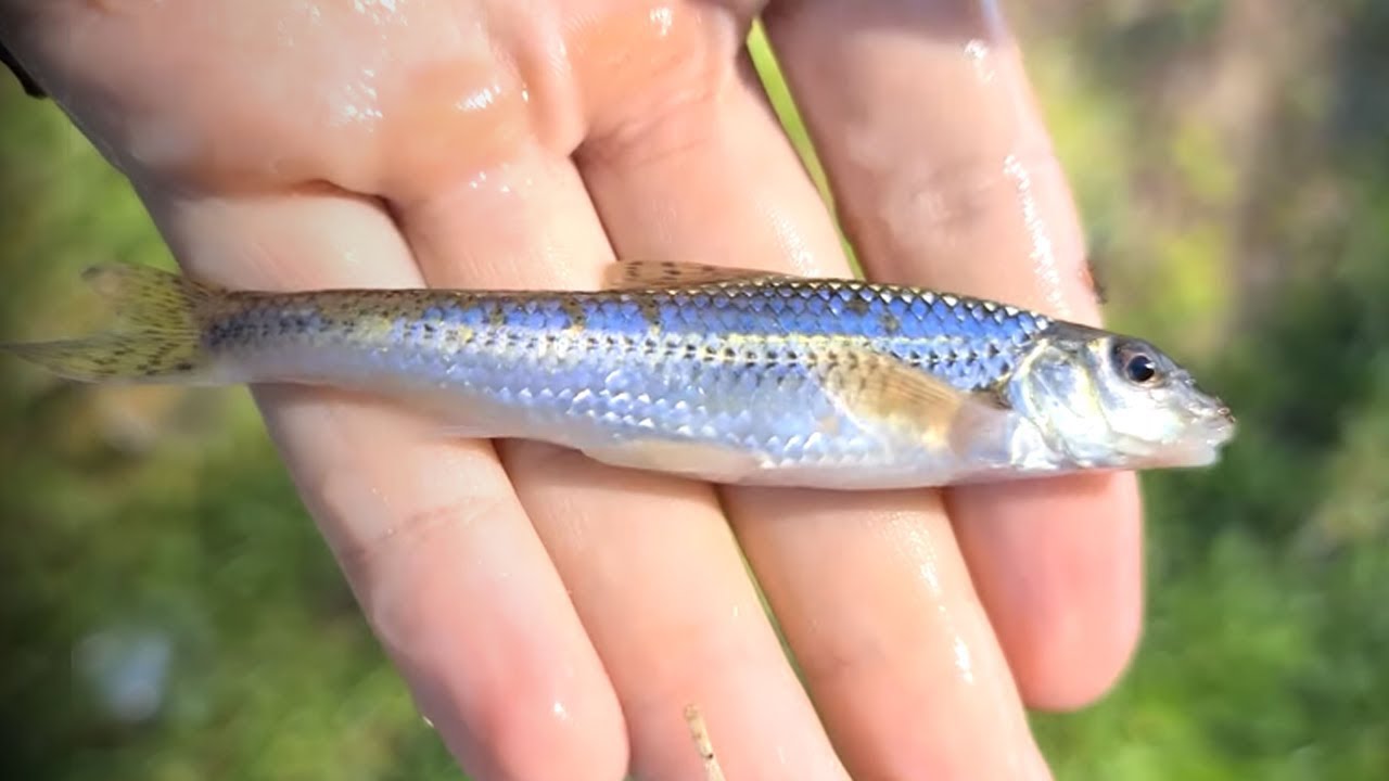 HOW TO CATCH A FISH IN 3 MINUTES! #shorts