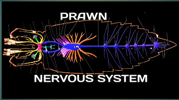 Nervous System of Prawn