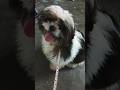 Shih Tzu🐶 Video #shorts #ytshorts #youtubeshorts #shihtzu #puppy #pets