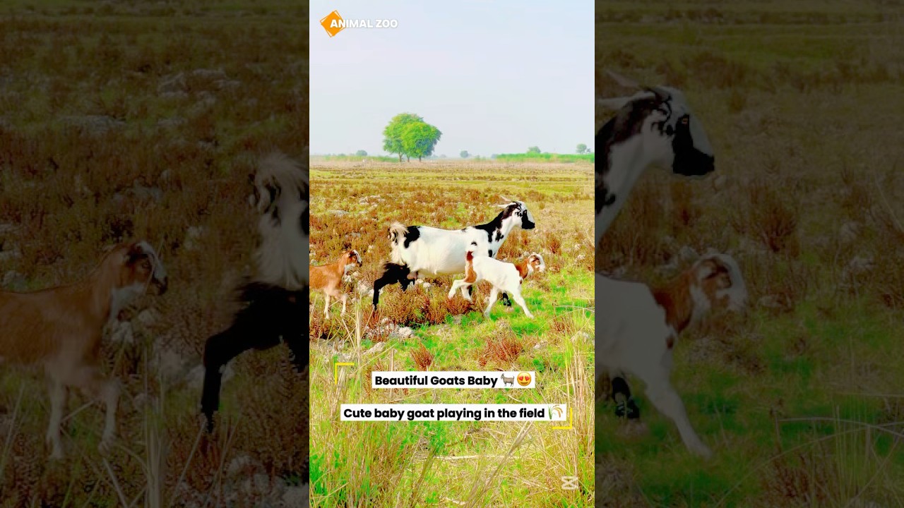 Beautiful 😍🌲Goat Animal Eating Grass 🐐🌈 | 