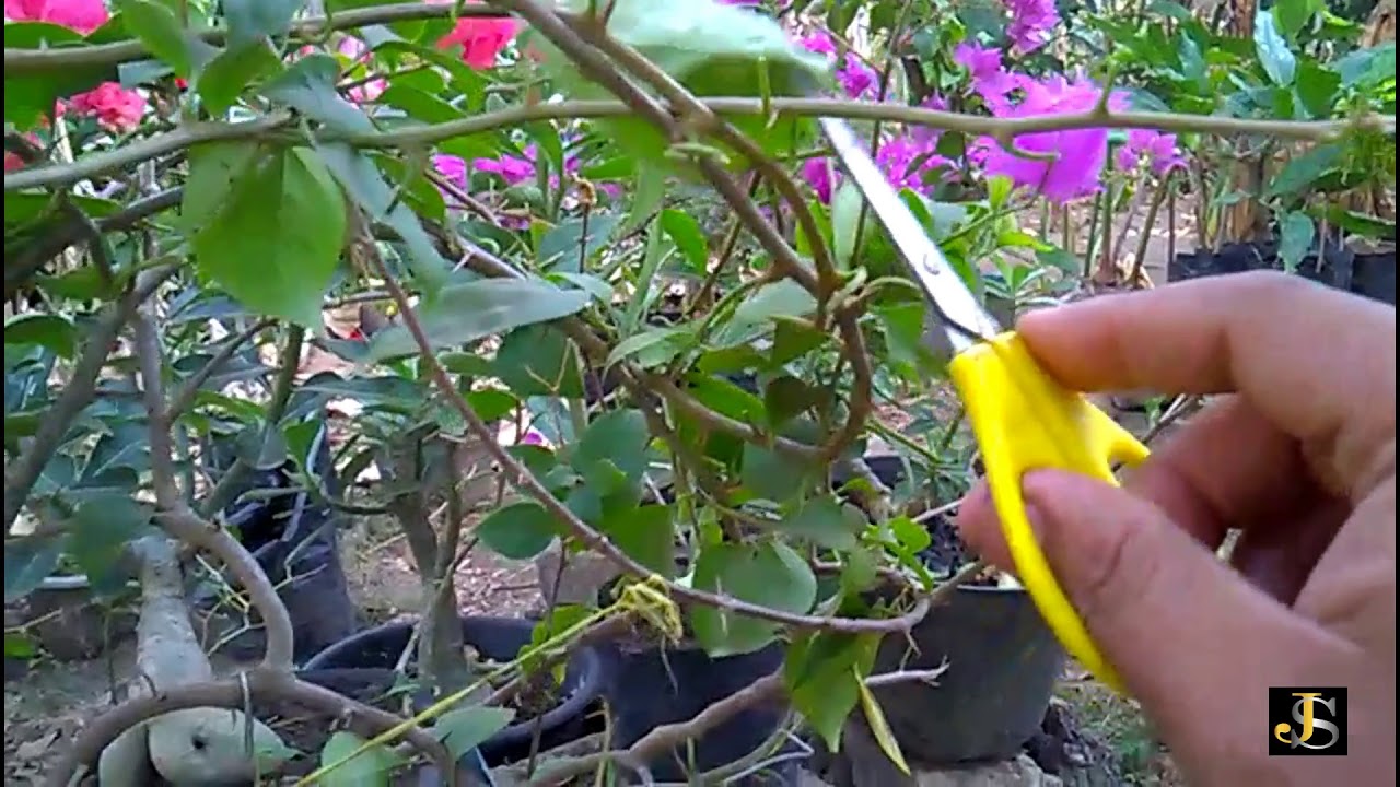 PRUNING DAUN  PADA BUGENVIL  AGAR CEPAT BERBUNGA LEBAT BUGENVIL  BANDEL BERBUNGA YouTube