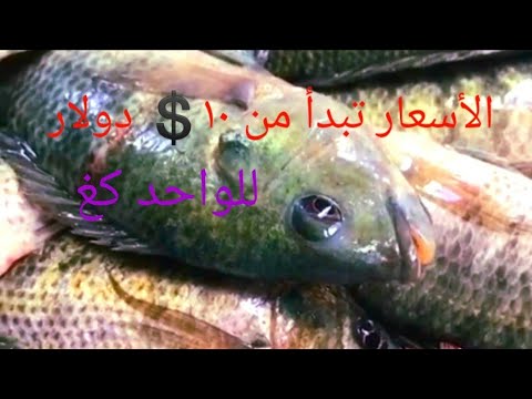 السمك في السعودية أسعاره وأنواعه الدمام جيزان الرياض الأسواق الشعبية