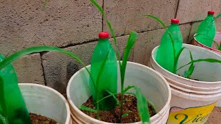 How to make DRIP IRRIGATION with a simple plastic bottle, easy, fast and cheap
