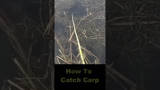 How To Catch Carp, fishing for carp, #shorts