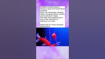 Goldfish Don’t Have 3-Second Memories!