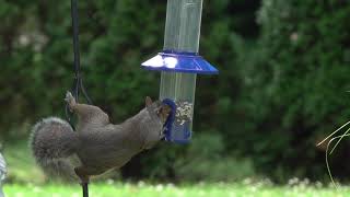 squirrel