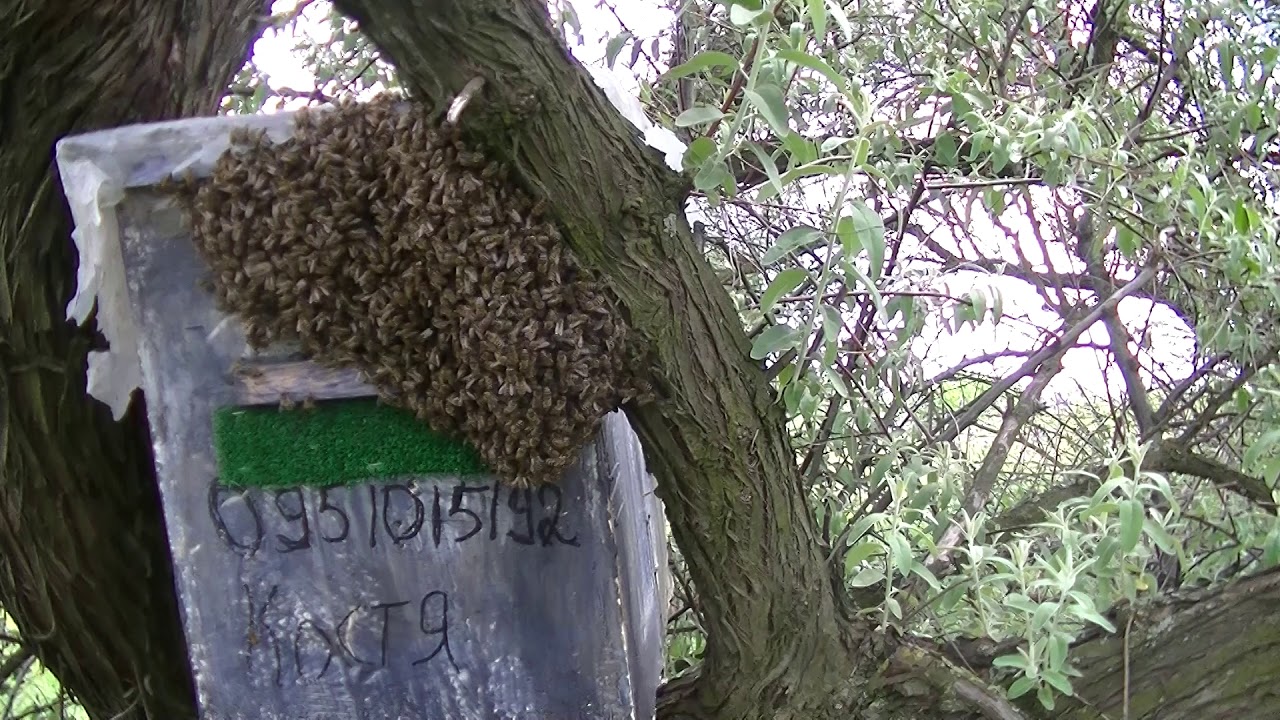 Проверка ловушек и первые рои 2020 Часть 1.