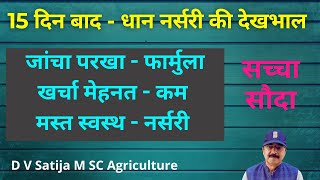 Dhan nursery me pile patte | Baune podhe | Nutrients spray | Fertilizer | Fungicide Insecticide | 