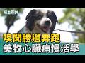 嗅聞勝過奔跑 美國牧羊犬的心臟病慢活學｜萌主駕到