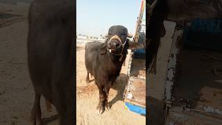 biggest sanda#sanda#views #cow #cattleworld $*#animals #goat