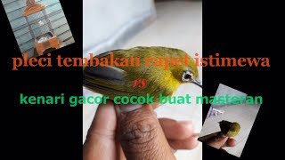 Download Lagu pleci tembakan rapet istimewa vs kenari gacor cocok buat masteran MP3