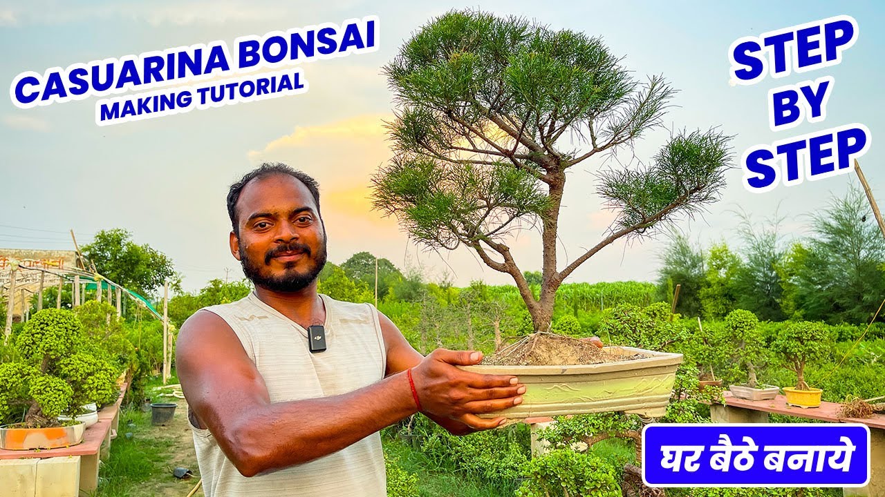 घर बैठे बनाना सीखे Casuarina Bonsai 🤩 🪴 बोन्साई बनाने का सरल तरीका 😯 Easy Tips & Tricks 😮