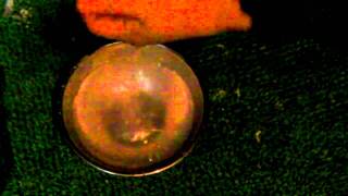 濡れおしぼりが直立するまで何秒？