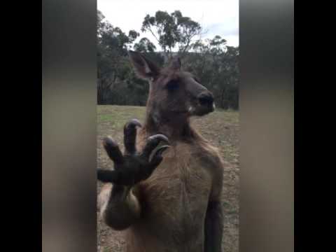 Kangaroo trying to break window to get in persons home!