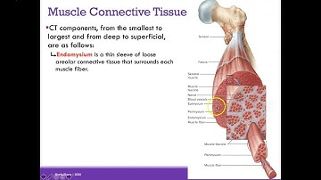 AP1 Online | Chapter 10: Muscular System